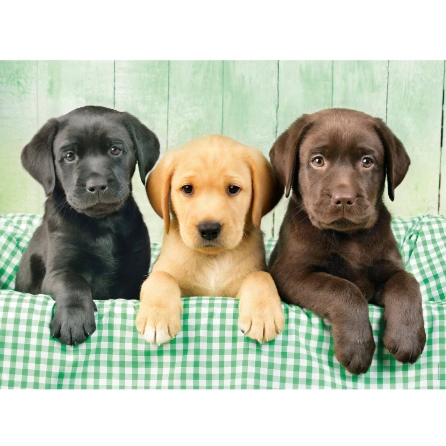 Clementoni: 3 Labradors - 1000