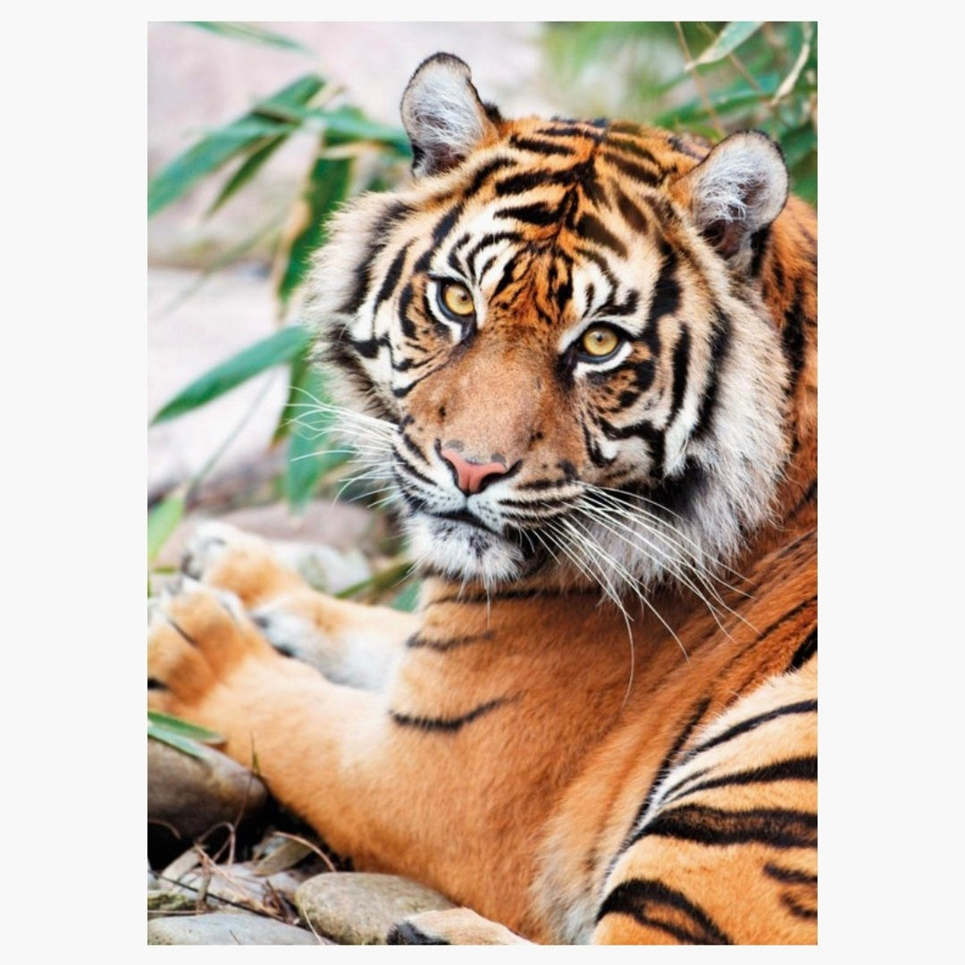 Clementoni: Sumatraanse Tijger - 1000